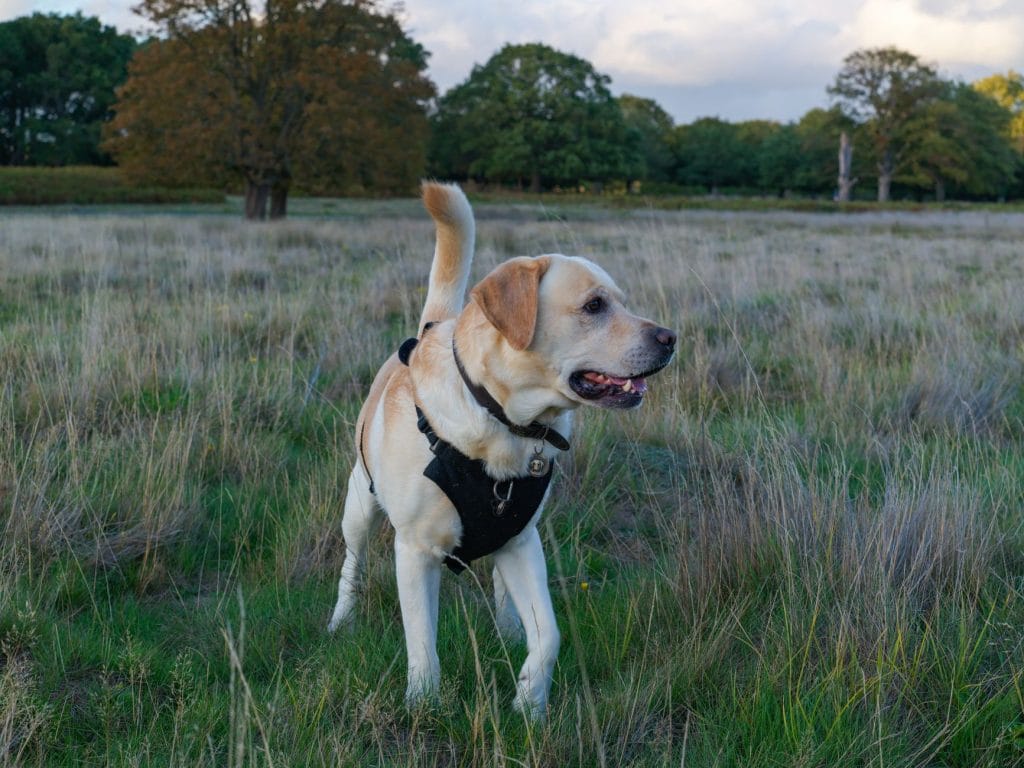 A yellow Labrador retriever wearing a black harness stands in a grassy meadow.