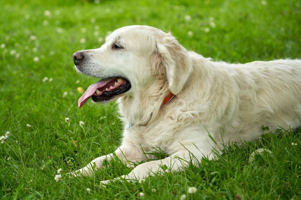 A golden retriever lying in a green grassy meadow with its tongue out.