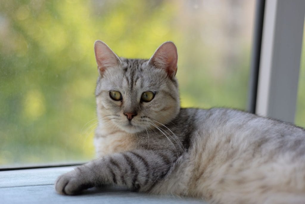 A silver tabby cat resting peacefully on a windowsill while looking towards the window.