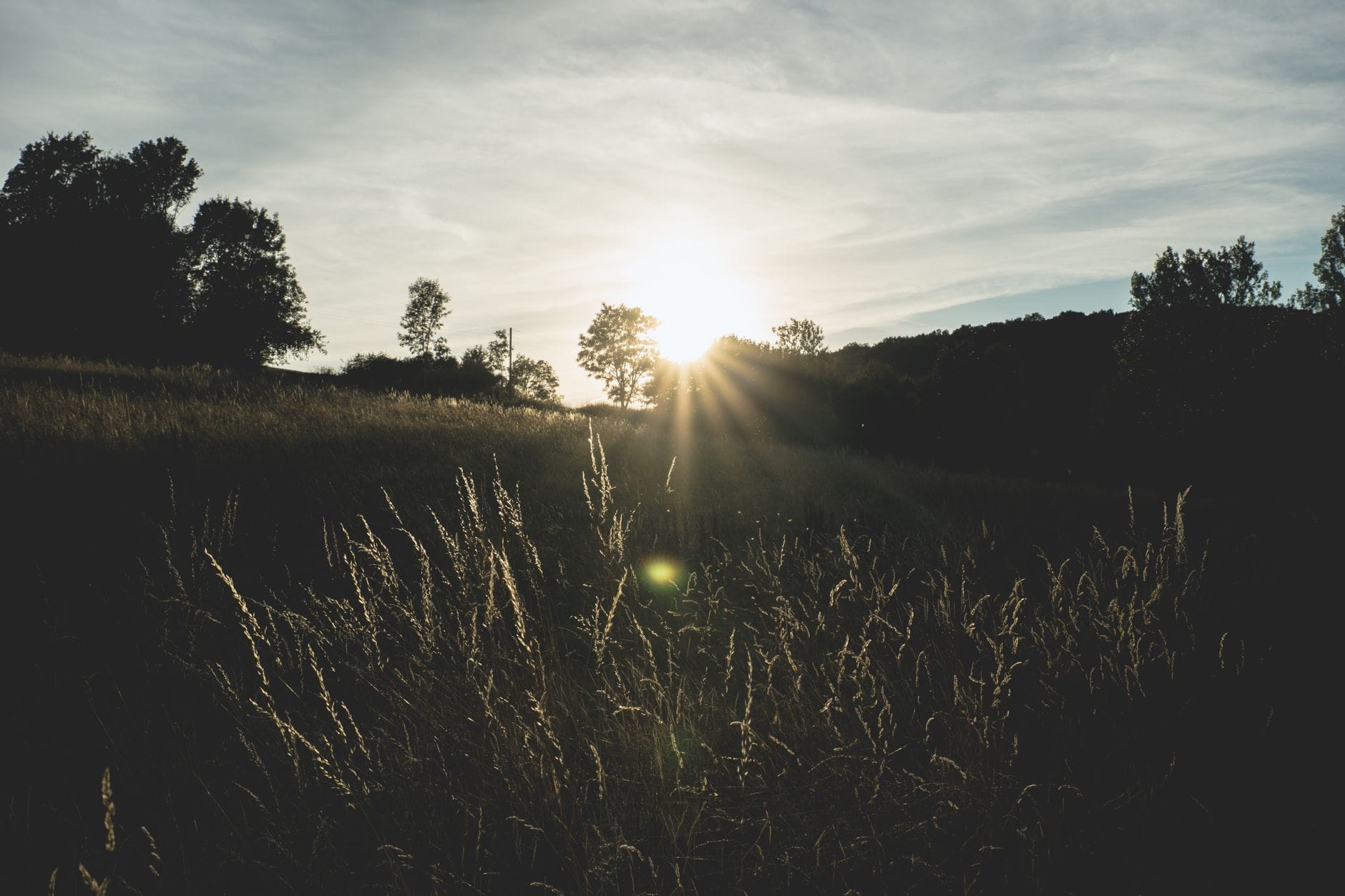 A quiet meadow at sunrise with gentle sunlight filtering through the trees.