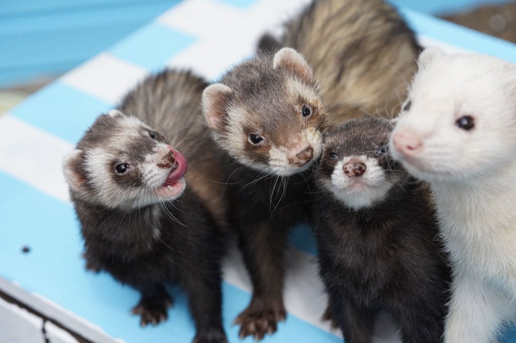 A group of four ferrets with different coat colors looking towards the camera.