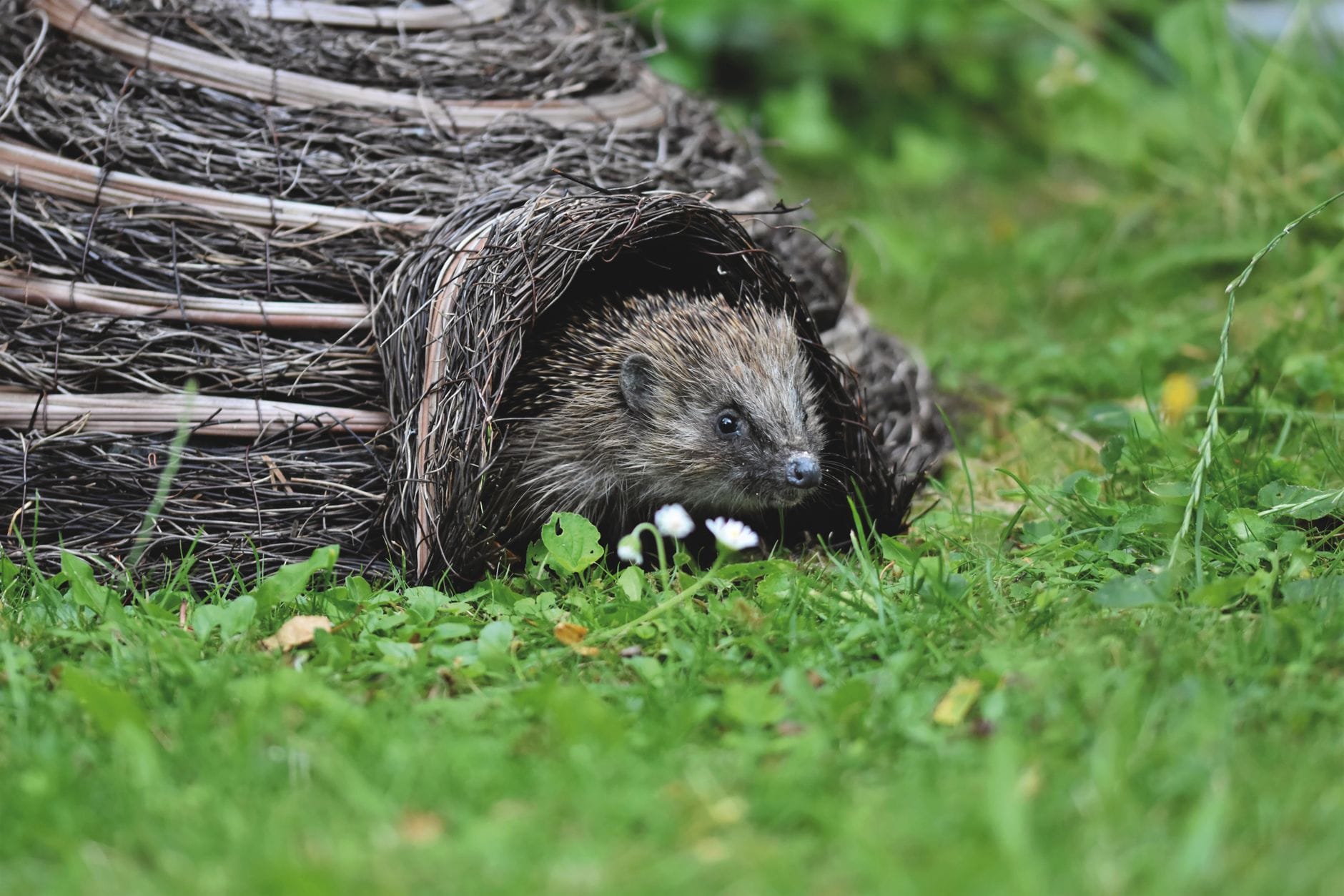A small hedgehog peeking out from a woven twig shelter in a grassy garden.