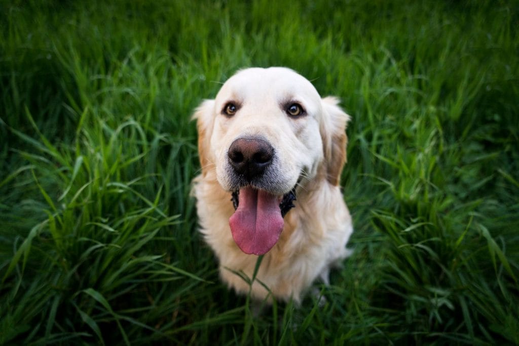 A golden retriever sitting in a field of green grass.