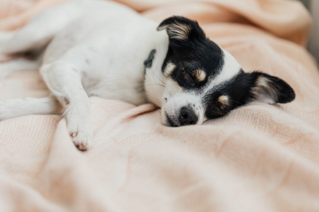 A small black and white dog sleeping peacefully on a soft, light-colored blanket.