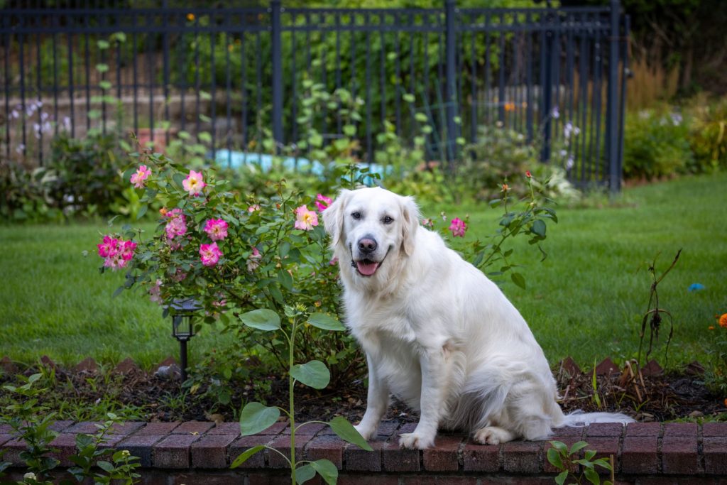 A light-colored golden retriever sits peacefully on a brick garden wall next to a blooming rose bush.